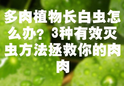 多肉植物长白虫怎么办？3种有效灭虫方法拯救你的肉肉
