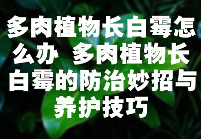 多肉植物长白霉怎么办 多肉植物长白霉的防治妙招与养护技巧