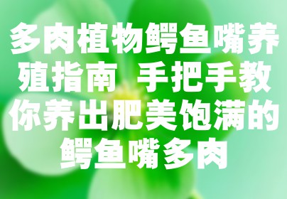 多肉植物鳄鱼嘴养殖指南 手把手教你养出肥美饱满的鳄鱼嘴多肉