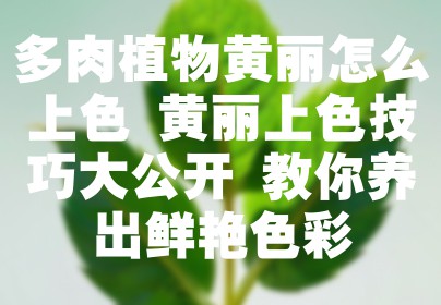 多肉植物黄丽怎么上色 黄丽上色技巧大公开 教你养出鲜艳色彩