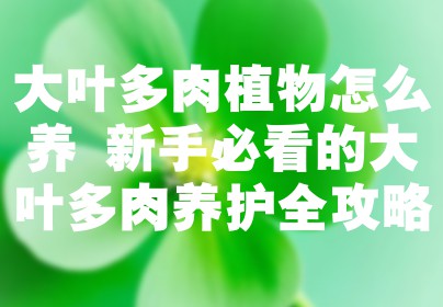 大叶多肉植物怎么养 新手必看的大叶多肉养护全攻略