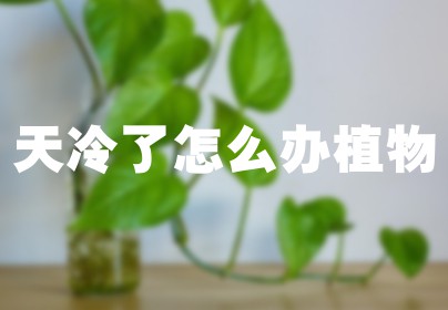天冷了怎么办植物