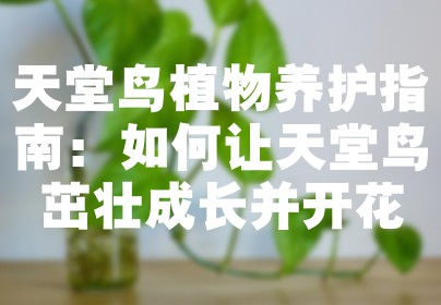 天堂鸟植物养护指南：如何让天堂鸟茁壮成长并开花