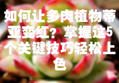如何让多肉植物蒂亚变红？掌握这5个关键技巧轻松上色