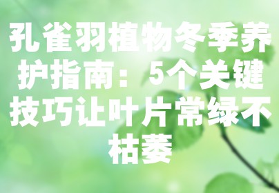 孔雀羽植物冬季养护指南：5个关键技巧让叶片常绿不枯萎
