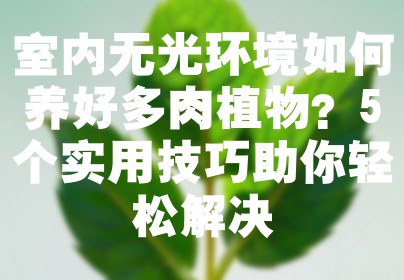 室内无光环境如何养好多肉植物？5个实用技巧助你轻松解决