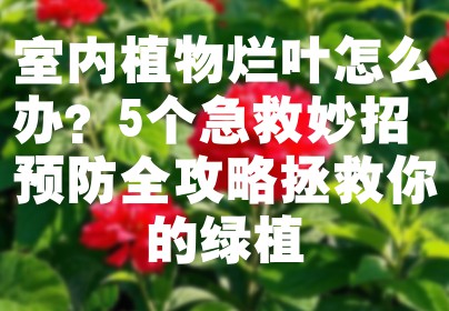 室内植物烂叶怎么办？5个急救妙招+预防全攻略拯救你的绿植