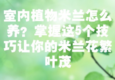 室内植物米兰怎么养？掌握这5个技巧让你的米兰花繁叶茂