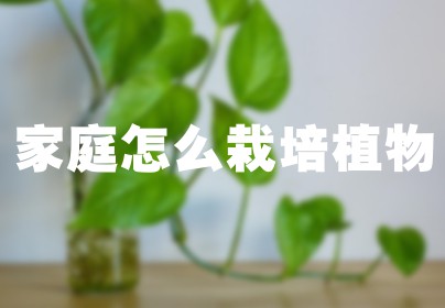 家庭怎么栽培植物