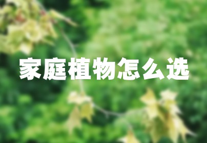 家庭植物怎么选