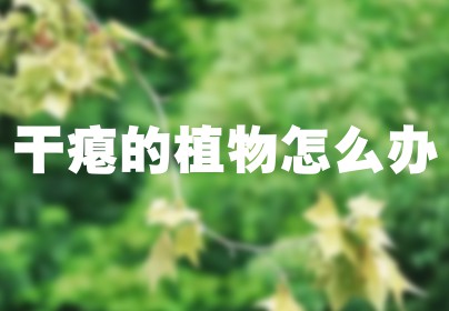 干瘪的植物怎么办