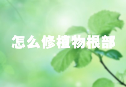 怎么修植物根部