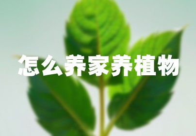 怎么养家养植物