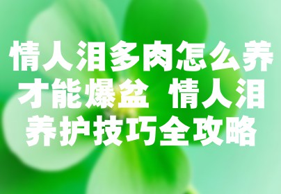 情人泪多肉怎么养才能爆盆 情人泪养护技巧全攻略