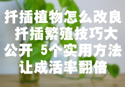 扦插植物怎么改良 扦插繁殖技巧大公开 5个实用方法让成活率翻倍