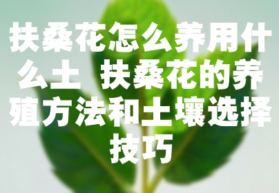 扶桑花怎么养用什么土 扶桑花的养殖方法和土壤选择技巧