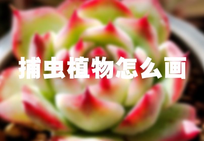 捕虫植物怎么画
