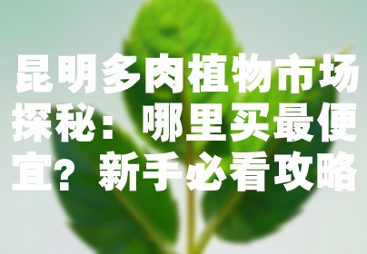 昆明多肉植物市场探秘：哪里买最便宜？新手必看攻略