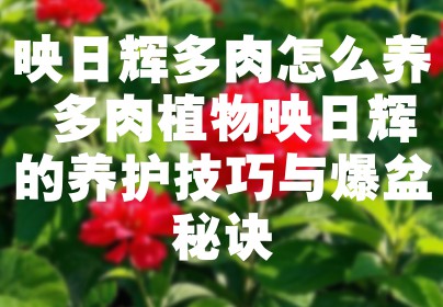 映日辉多肉怎么养 多肉植物映日辉的养护技巧与爆盆秘诀