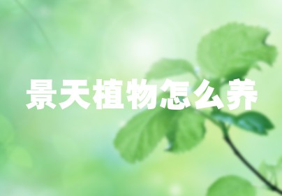 景天植物怎么养
