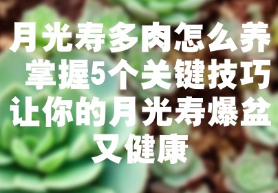 月光寿多肉怎么养 掌握5个关键技巧让你的月光寿爆盆又健康