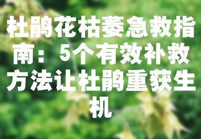 杜鹃花枯萎急救指南：5个有效补救方法让杜鹃重获生机