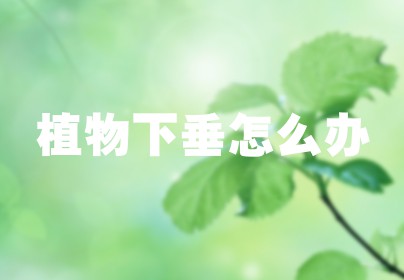 植物下垂怎么办