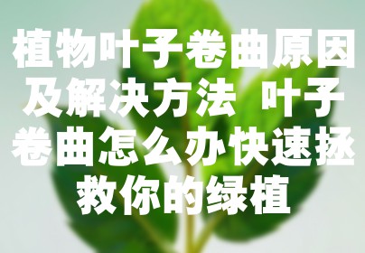 植物叶子卷曲原因及解决方法 叶子卷曲怎么办快速拯救你的绿植