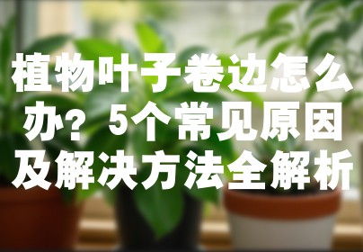 植物叶子卷边怎么办？5个常见原因及解决方法全解析