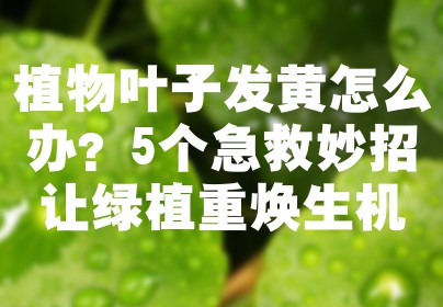 植物叶子发黄怎么办？5个急救妙招让绿植重焕生机