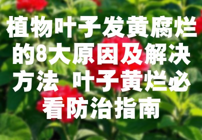 植物叶子发黄腐烂的8大原因及解决方法 叶子黄烂必看防治指南