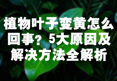 植物叶子变黄怎么回事？5大原因及解决方法全解析