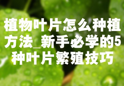 植物叶片怎么种植方法_新手必学的5种叶片繁殖技巧