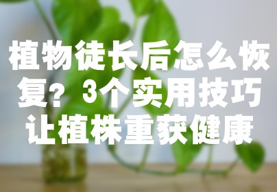 植物徒长后怎么恢复？3个实用技巧让植株重获健康