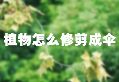植物怎么修剪成伞
