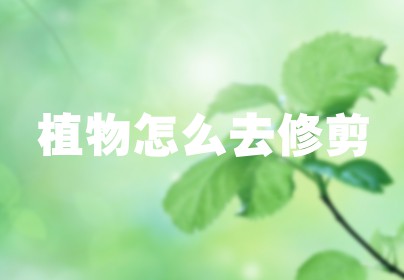 植物怎么去修剪