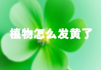 植物怎么发黄了