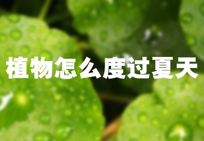 植物怎么度过夏天