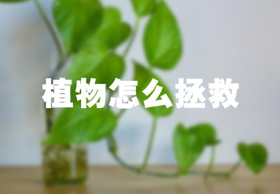 植物怎么拯救