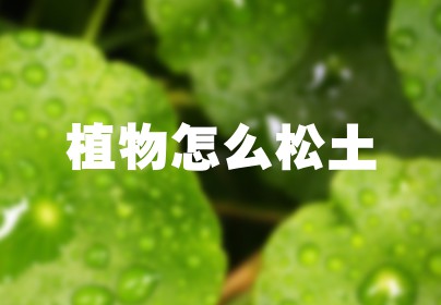 植物怎么松土