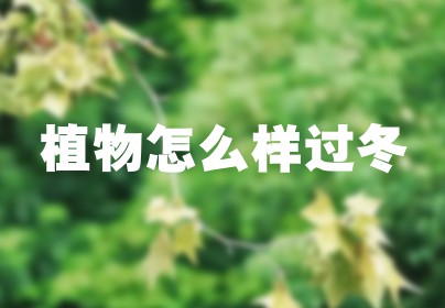 植物怎么样过冬