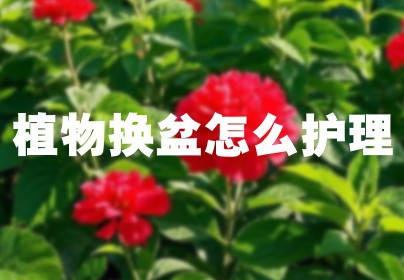 植物换盆怎么护理