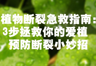 植物断裂急救指南：3步拯救你的爱植+预防断裂小妙招