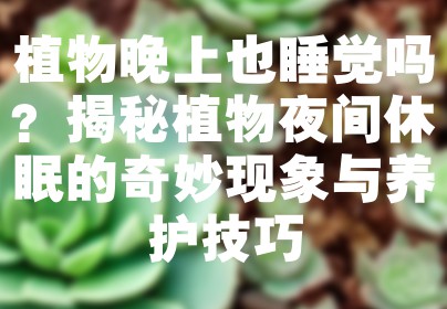 植物晚上也睡觉吗？揭秘植物夜间休眠的奇妙现象与养护技巧