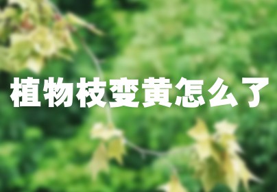 植物枝变黄怎么了