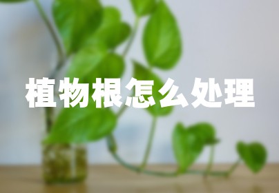 植物根怎么处理