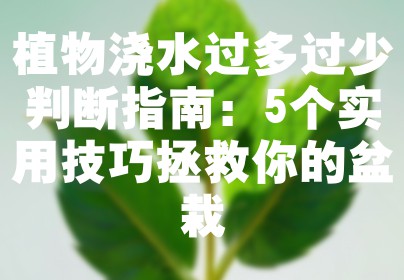 植物浇水过多过少判断指南：5个实用技巧拯救你的盆栽