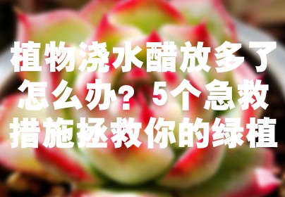 植物浇水醋放多了怎么办？5个急救措施拯救你的绿植