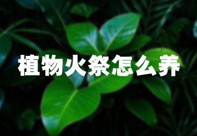 植物火祭怎么养