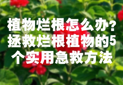 植物烂根怎么办？拯救烂根植物的5个实用急救方法